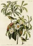 Bachmans Warbler