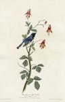 Black Throated Blue Warbler