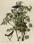 Blue Grosbeak