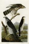 Goshawk Stanley Hawk