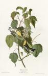 Hemlock Warbler