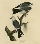 Mississippi Kite