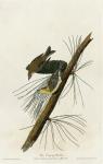 Pine Creeping Warbler