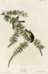 Pine Finch