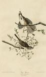 Song Sparrow