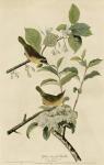 Yellowbreasted Warbler