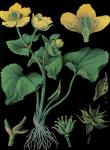 Marsh Marigold