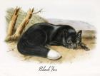 Black Fox