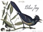 Blue Jay