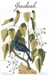 Grosbeak