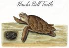 Hawks Bill Turtle