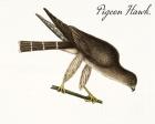 Pigeon Hawk