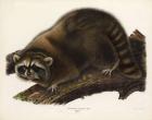 Raccoon