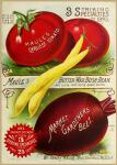 Maule Tomatoes, 1893