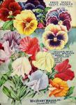 Maule Seeds Pansies, 1915