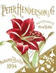 Henderson Amaryllis