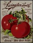 Livingston Tomato