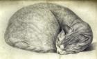 Sleeping Cat