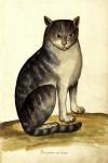 Felis Syriacus Ulisse Aldrovani (1522 -1605)