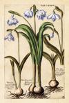 Matthaeus Merian Narcissus-Early16s