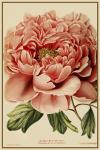 Peony