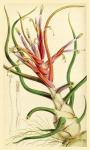 Tillandsia Bulbosa 1847