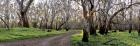 Redgum Forest