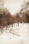 Central Park in Winter