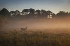 Deer at Daybreak