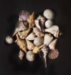 Sea Shell Collection