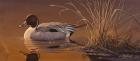 Amber Light - Pintail