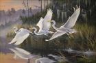 Morning Departure Egrets