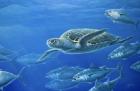 Sea Turtle