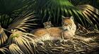 Sunny Spot Bobcat with Kittens