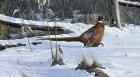 Fenceline Strut