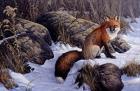 Mid Winter Pause - Red Fox
