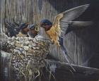 Country Living  - Barn Swallows
