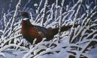 Fresh Snow - Ringneck Pheasant