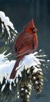 Winter Cardinal