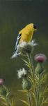 Goldfinch On Thistle