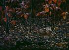 The Woodcocks World