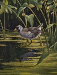 Sora Rail