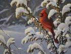 Winter Cardinal