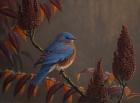 Autumn Bluebird