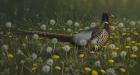 Dandy Rooster - Formosan Ring-necked Pheasant