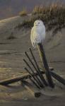 Dune Watcher - Snowy Owl