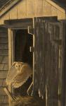Out of the Darkness - Barn Owl