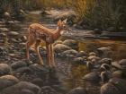 Water's Edge - Fawn