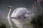 Summer Idyll - Mute Swan