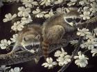 Dogwood Hideout - Young Raccoons